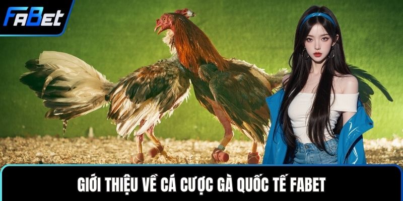 Giới thiệu về cá cược gà quốc tế FABET
